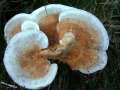 Trametes ochracea - Zonen -Tramete - Bad Schmiedeberg